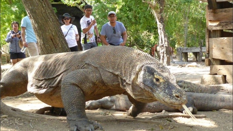 Si bien la subpoblación del Parque Nacional de Komodo se encuentra actualmente estable y protegida, los dragones de Komodo que viven fuera de las áreas protegidas en la isla Flores se ven amenazados.