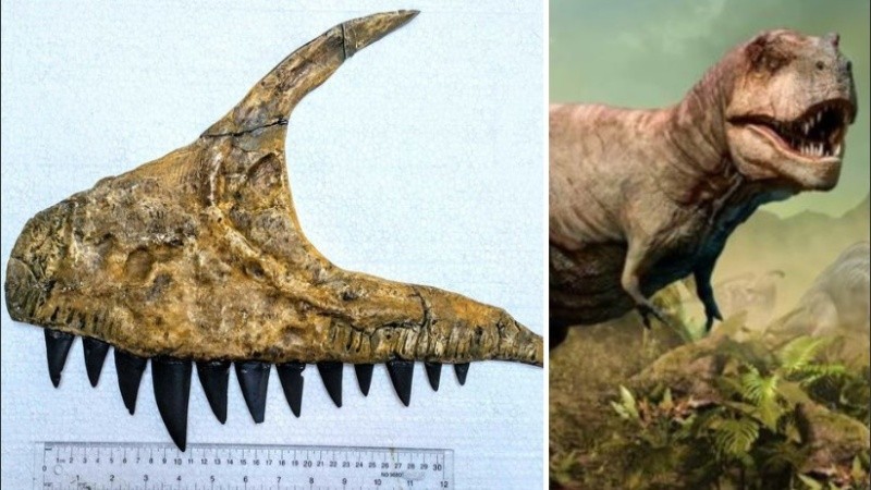 El Ulughbegsaurus uzbekistanensis tenía una masa de más de 1.000 kilos.