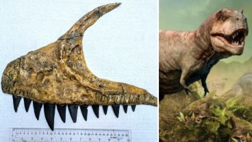 El Ulughbegsaurus uzbekistanensis tenía una masa de más de 1.000 kilos.