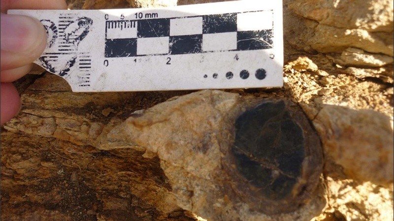 Entre esta vegetación jurásica se encuentran helechos y coníferas.