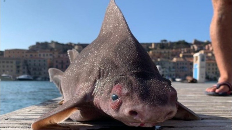 Se trata de una especie clasificada como 