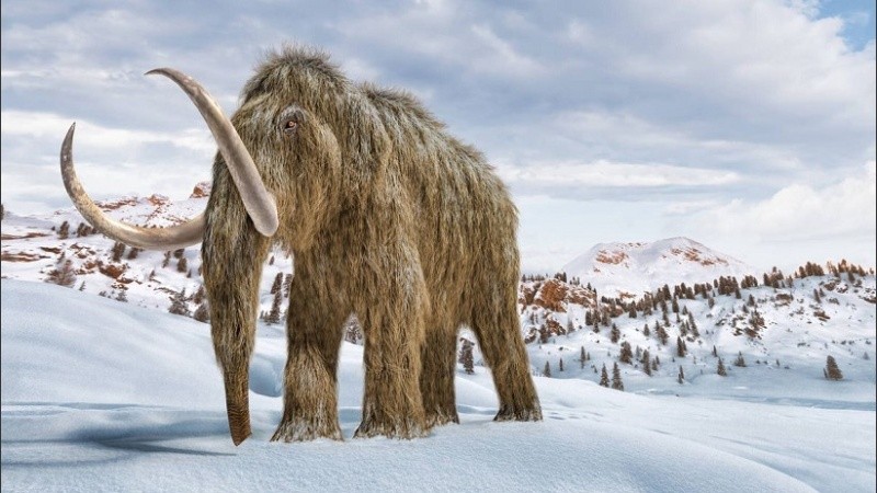 El mamut lanudo desapareció de la faz de la tierra entre el 10.000 y el 1.700 AC.