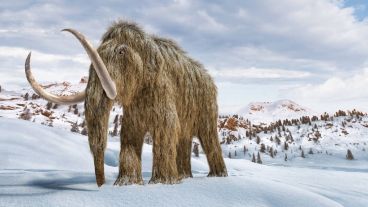 El mamut lanudo desapareció de la faz de la tierra entre el 10.000 y el 1.700 AC.