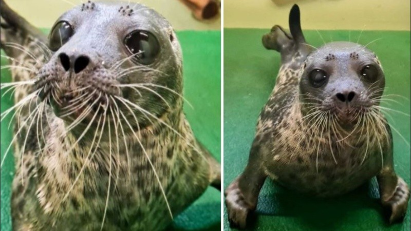 Se cree que Hispi, una foca anillada macho, no tiene más de dos meses.