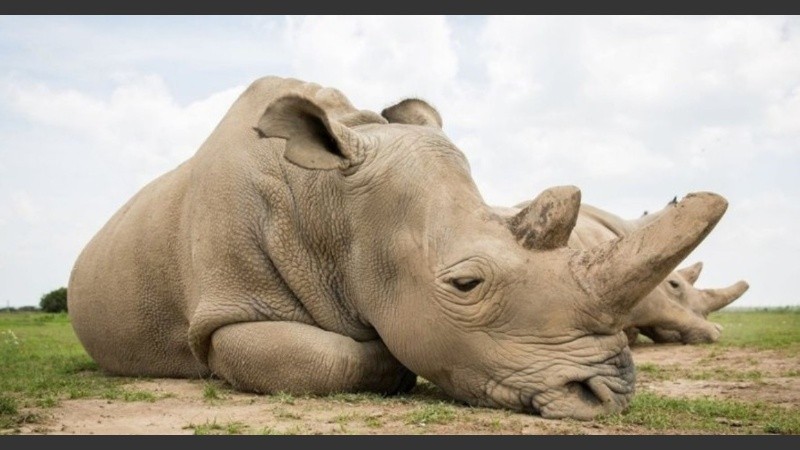 El rinoceronte blanco del sur forma parte de las especies en peligro de extinción.