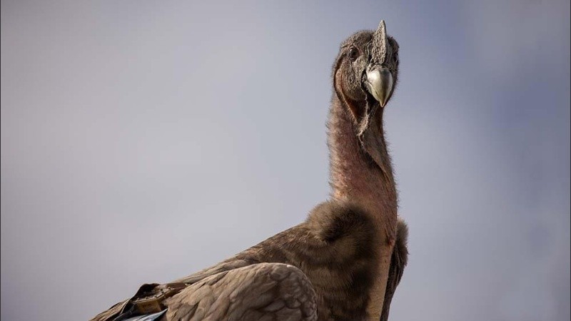 Se trató de la décimo séptima liberación del programa.
