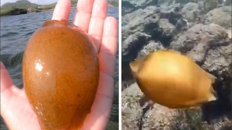 Fue el segundo huevo de tiburón encontrado en la zona.