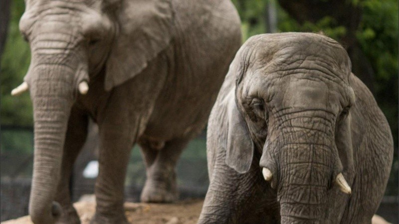 Los magistrados avanzan en conceptos de derecho animal.