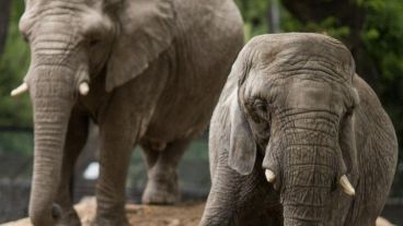 Los magistrados avanzan en conceptos de derecho animal.