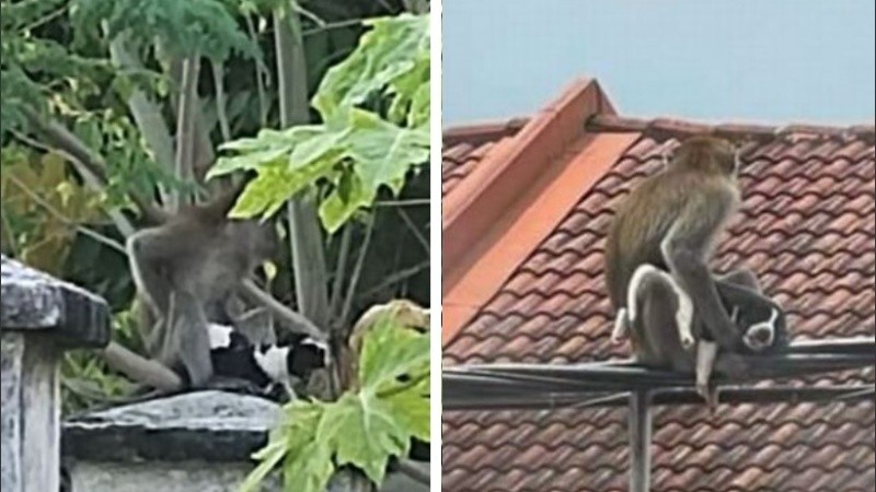 Tanto el perrito como el mono se encuentran en perfecto estado.