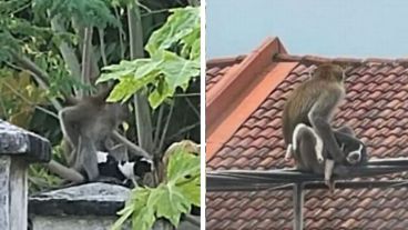 Tanto el perrito como el mono se encuentran en perfecto estado.