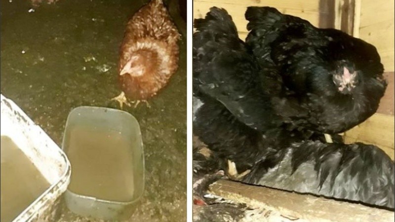 Cheshire tenía regulaciones debido a una cepa de gripe aviar.