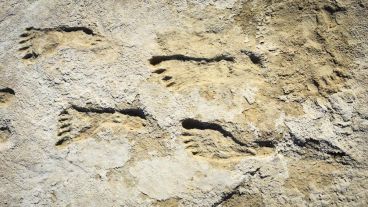 Los sedimentos cubrieron las huellas y las protegieron.