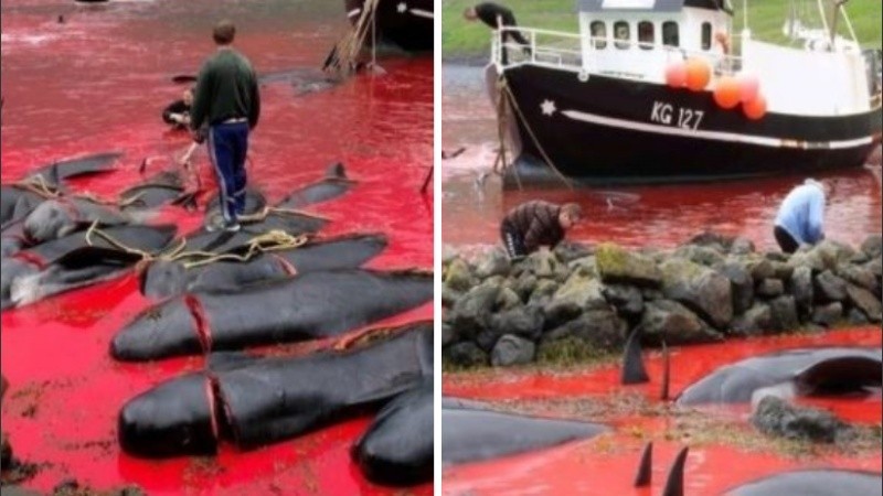 La matanza de ballenas se dio luego de la de delfines.