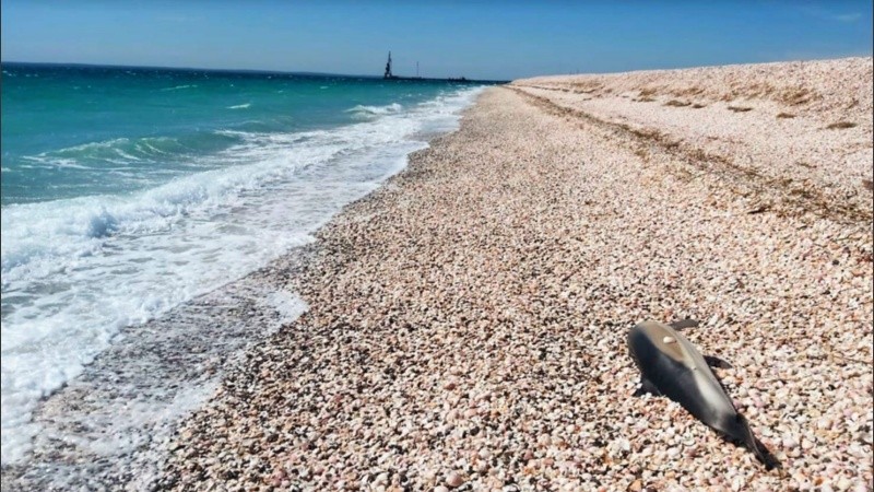 Los animales sin vida eran investigados por especialistas.