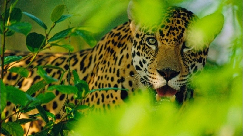 El jaguar es uno de los animales más feroces de la fauna argentina.