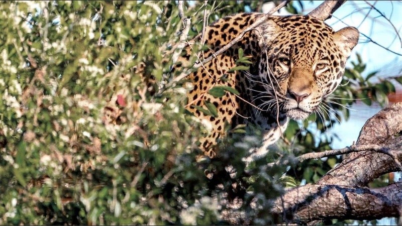 Arami significa cielito en guaraní y fue bautizada por los niños y niñas de la región.