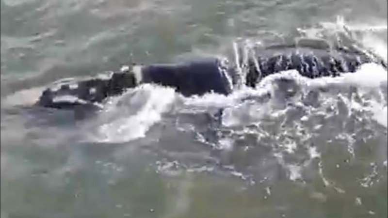 La ballena franca austral es una de las especies de más interés turístico.