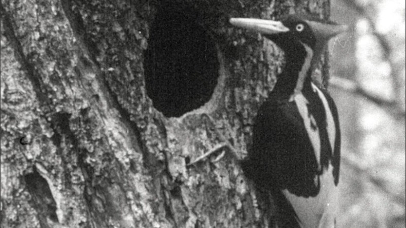 Los factores que afectan a las especies son variables.