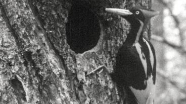 Los factores que afectan a las especies son variables.