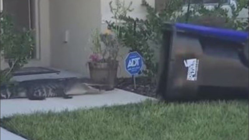 El caimán fue contenido y luego fue llevado a un lugar seguro.