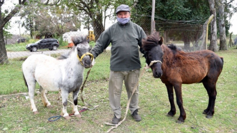 Los caballos fueron entregado en adopción.