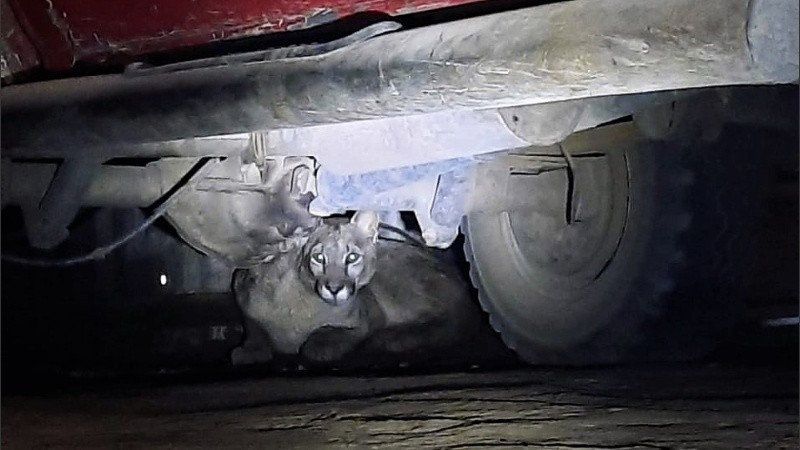 El felino se refugió debajo de un camión y permanecía en calma.