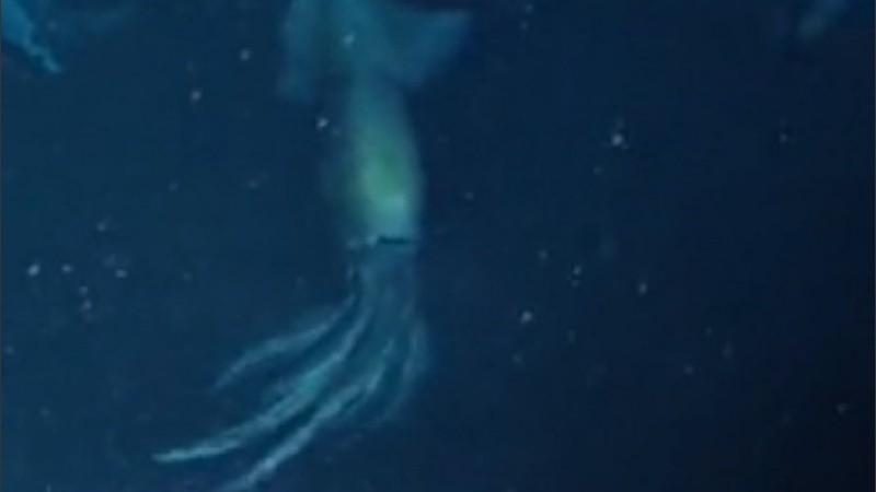 Se trata de un calamar volador de fondo púrpura.