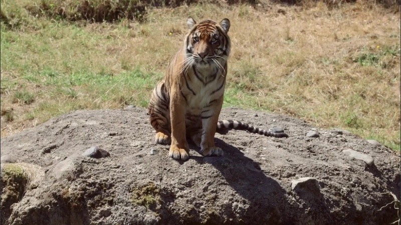 Un total de 77 tigres de Sumatra se encuentran en los zoológicos estadounidenses.