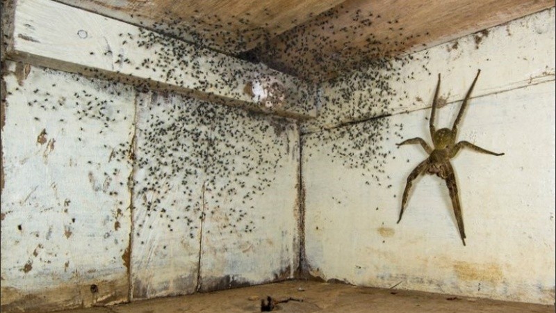 Las arañas errantes brasileñas deambulan por el suelo.