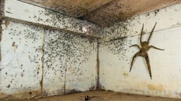 Las arañas errantes brasileñas deambulan por el suelo.