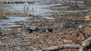 Cuidar la biodiversidad de la isla, parte de los desafíos.