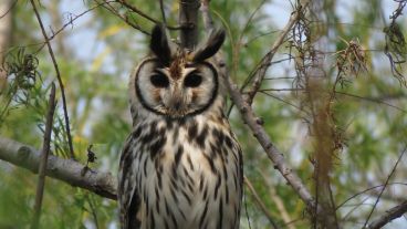 Buho de cuernos, gato montés y yacarés, entre la fauna registrada en el lugar.