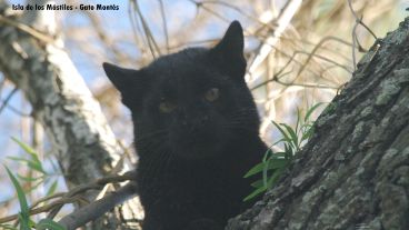 Buho de cuernos, gato montés y yacarés, entre la fauna registrada en el lugar.