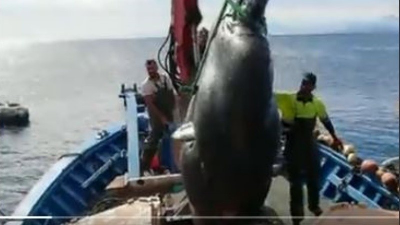 El pez luna es una especie en estado vulnerable.