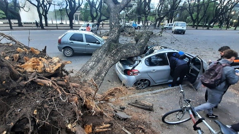 Dos autos afectados bajo un enorme árbol en el parque Independencia.