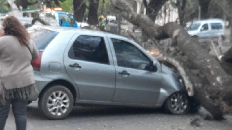 Dos autos afectados bajo un enorme árbol en el parque Independencia.