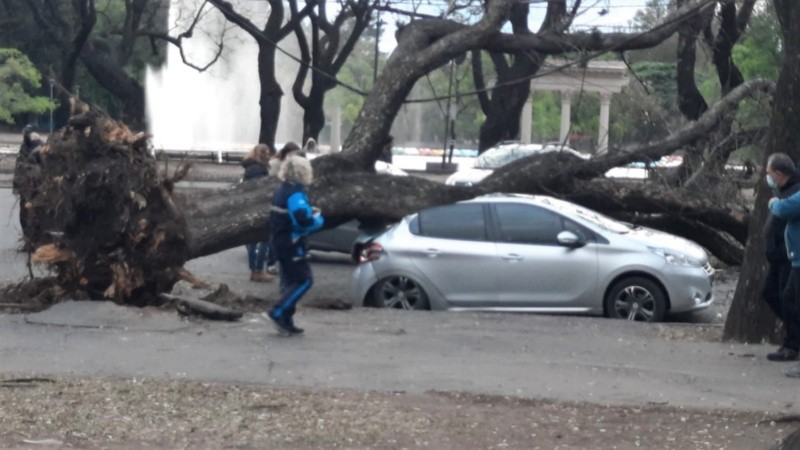 Dos autos afectados bajo un enorme árbol en el parque Independencia.