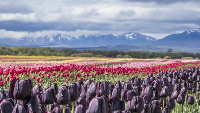 En la gran gama de colores, el negro es uno de los más atractivos por su apariencia aterciopelada
