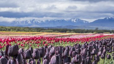 En la gran gama de colores, el negro es uno de los más atractivos por su apariencia aterciopelada