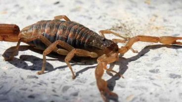 La picadura le provocó muchos vómitos y dolor abdominal.