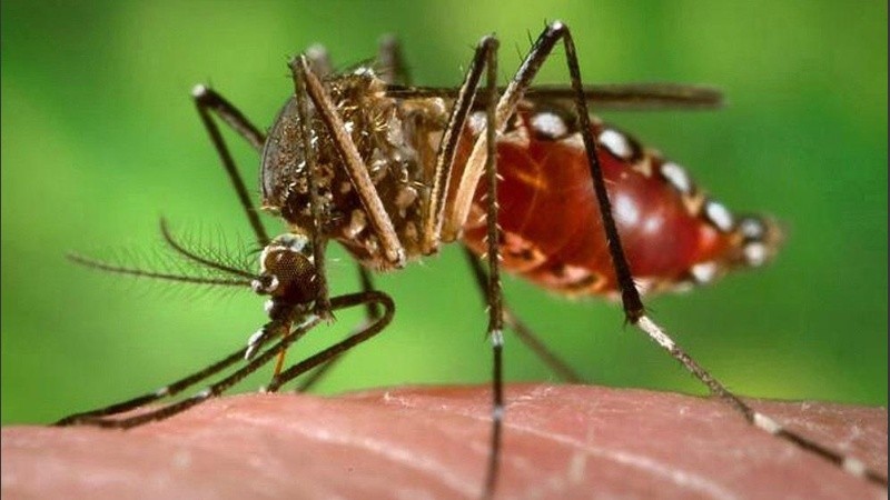 Descubrieron que este mosquito se adaptó bien al clima de Lombardía.