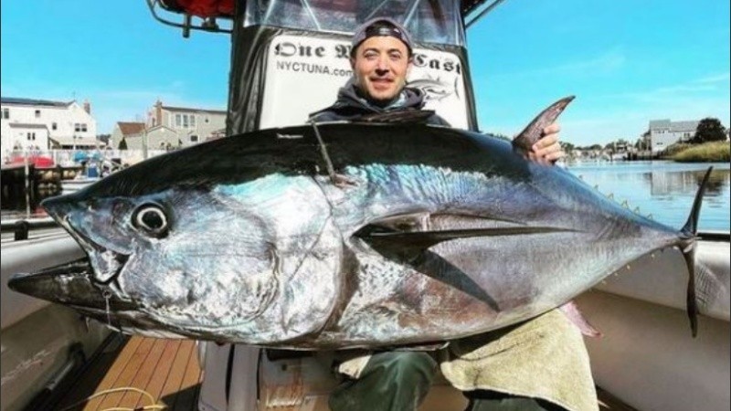 El pez azul, que puede crecer 4 metros de largo y pesar hasta 900 kilos.