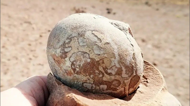 El Mussaurus fue un dinosaurio sauropodomorfo primitivo.