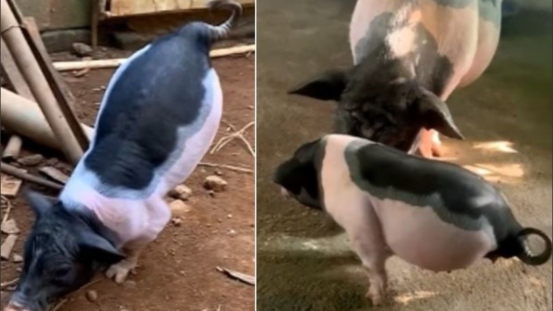 El granjero Xu, lo tendrá como mascota.