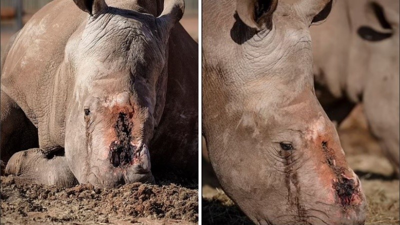 Las poblaciones de rinocerontes no tuvieron tiempo de recuperarse.