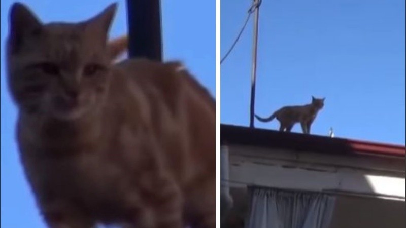 El gato no quiere saber nada con bajar del techo y ya es una atracción local.