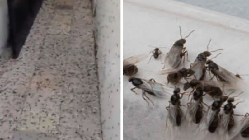 El fenómeno puede durar hasta diciembre.