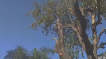 El intento de poda de la centenaria palta del Hospital Provincial había generado la reacción de los profesionales de ese efector.