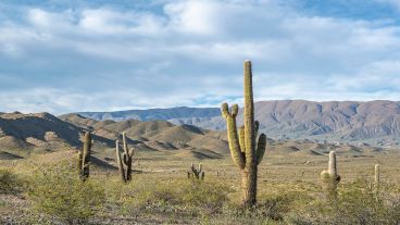 El Parque Nacional Los Cardones conforma uno de los clásicos paisajes de la provincia